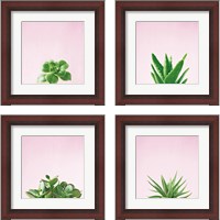 Framed 'Succulent Simplicity on Pink 4 Piece Framed Art Print Set' border=