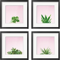 Framed Succulent Simplicity on Pink 4 Piece Framed Art Print Set