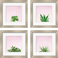 Framed 'Succulent Simplicity on Pink 4 Piece Framed Art Print Set' border=