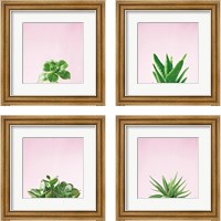 Framed Succulent Simplicity on Pink 4 Piece Framed Art Print Set