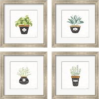 Framed Fine Herbs  4 Piece Framed Art Print Set