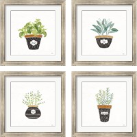 Framed 'Fine Herbs  4 Piece Framed Art Print Set' border=