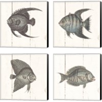 Framed Fish Sketches Shiplap4 Piece Canvas Print Set