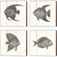 Framed 'Fish Sketches Shiplap4 Piece Canvas Print Set' border=