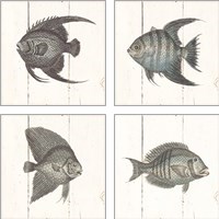 Framed Fish Sketches Shiplap4 Piece Art Print Set