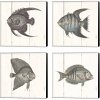 Framed Fish Sketches Shiplap4 Piece Canvas Print Set