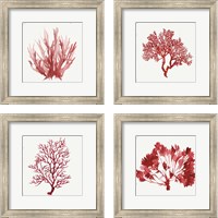 Framed Red Coral 4 Piece Framed Art Print Set
