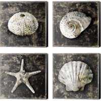 Framed Marble Shell  4 Piece Canvas Print Set