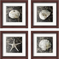 Framed Marble Shell  4 Piece Framed Art Print Set