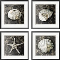 Framed Marble Shell  4 Piece Framed Art Print Set
