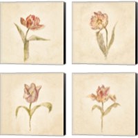 Framed Tulip on White 4 Piece Canvas Print Set