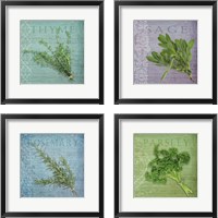 Framed 'Classic Herbs  4 Piece Framed Art Print Set' border=