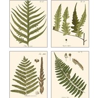 Framed 'Small Antique Fern 4 Piece Art Print Set' border=