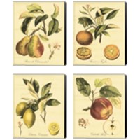 Framed 'Petite Tuscan Fruits 4 Piece Canvas Print Set' border=