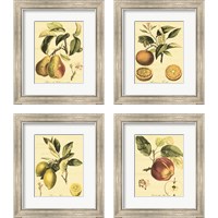 Framed 'Petite Tuscan Fruits 4 Piece Framed Art Print Set' border=