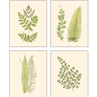 Framed 'Woodland Ferns 4 Piece Art Print Set' border=