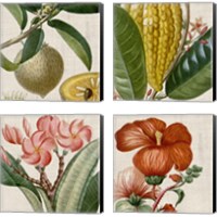 Framed 'Cropped Turpin Tropicals 4 Piece Canvas Print Set' border=