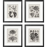 Framed 'Coral Specimen 4 Piece Framed Art Print Set' border=