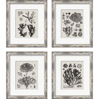 Framed Coral Specimen 4 Piece Framed Art Print Set