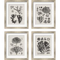 Framed 'Coral Specimen 4 Piece Framed Art Print Set' border=