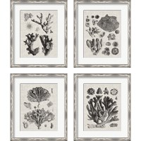 Framed 'Coral Specimen 4 Piece Framed Art Print Set' border=
