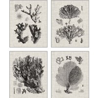 Framed 'Coral Specimen 4 Piece Art Print Set' border=