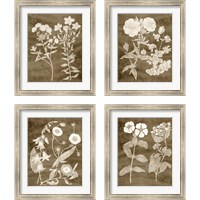 Framed 'Botanical in Taupe 4 Piece Framed Art Print Set' border=