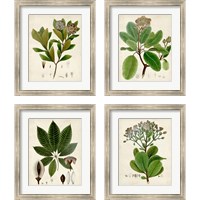 Framed 'Verdant Foliage 4 Piece Framed Art Print Set' border=