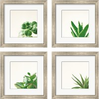 Framed 'Succulent Simplicity 4 Piece Framed Art Print Set' border=