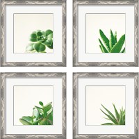 Framed 'Succulent Simplicity 4 Piece Framed Art Print Set' border=