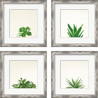 Framed 'Succulent Simplicity 4 Piece Framed Art Print Set' border=