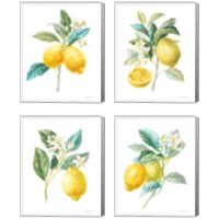 Framed 'Floursack Lemon on White 4 Piece Canvas Print Set' border=