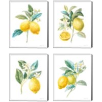 Framed 'Floursack Lemon on White 4 Piece Canvas Print Set' border=