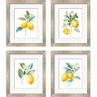 Framed 'Floursack Lemon on White 4 Piece Framed Art Print Set' border=