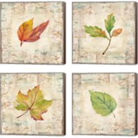 Framed 'Nature Walk Leaves 4 Piece Canvas Print Set' border=
