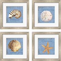 Framed Oceanum Shells Blue 4 Piece Framed Art Print Set