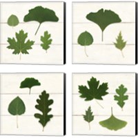 Framed 'Leaf Chart 4 Piece Canvas Print Set' border=