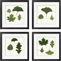 Framed 'Leaf Chart 4 Piece Framed Art Print Set' border=