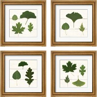 Framed 'Leaf Chart 4 Piece Framed Art Print Set' border=