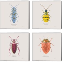 Framed 'Adorning Coleoptera 4 Piece Canvas Print Set' border=