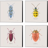Framed Adorning Coleoptera 4 Piece Canvas Print Set