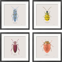 Framed Adorning Coleoptera 4 Piece Framed Art Print Set