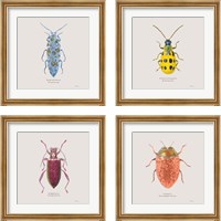Framed 'Adorning Coleoptera 4 Piece Framed Art Print Set' border=