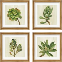 Framed 'Front Yard Succulent 4 Piece Framed Art Print Set' border=