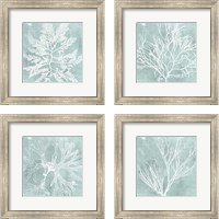 Framed 'Seaweed on Aqua 4 Piece Framed Art Print Set' border=