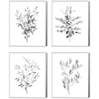 Framed 'Paynes Grey Botanicals 4 Piece Canvas Print Set' border=