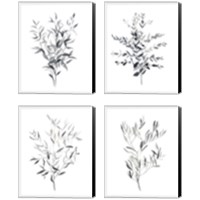 Framed 'Paynes Grey Botanicals 4 Piece Canvas Print Set' border=