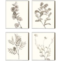 Framed Neutral Botanical Study 4 Piece Canvas Print Set