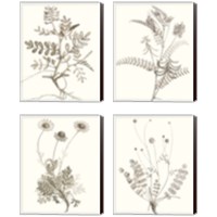 Framed 'Neutral Botanical Study 4 Piece Canvas Print Set' border=