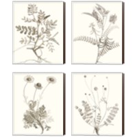 Framed Neutral Botanical Study 4 Piece Canvas Print Set